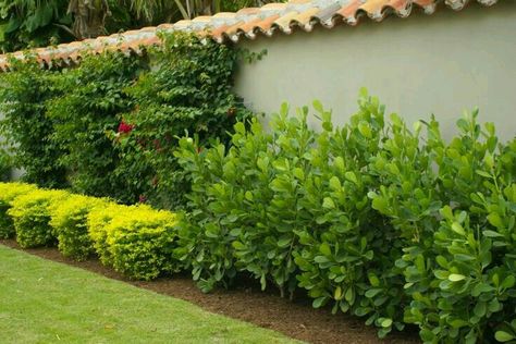 Clusias Pitch Apple Hedge, Clusia Landscaping Ideas, Clusia Hedge, Hedges Landscaping, Sustainable Garden Design, Privacy Hedges, Laurel Hedge, Hedge Plants, Tropical Landscapes