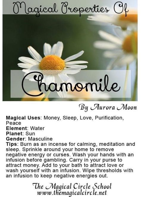 Magical Circle, Magick Herbs, Magickal Herbs, Witch Herbs, Magia Das Ervas, Plant Magic, Witch Garden, Magic Herbs, Witchy Tips