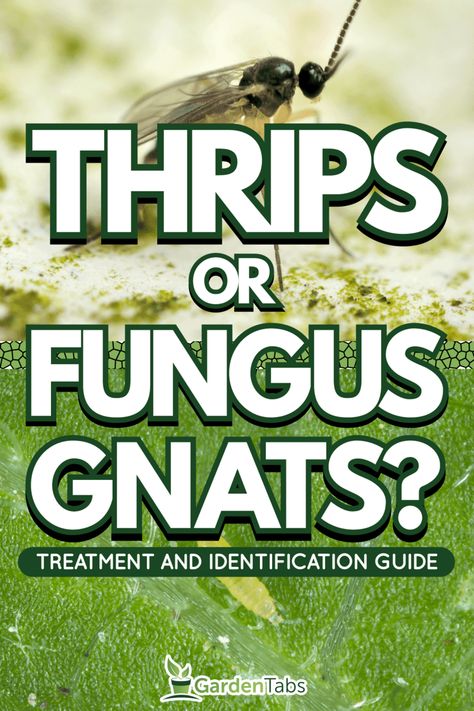 Thrips and Fungus Gnats can wreak havoc on your plants if left unchecked. Here's how to identify and manage these pests in your garden. First, be on the lookout for small black or brown moving specks—these are likely Thrips or Fungus Gnats. Then, inspect the underside of leaves for signs of damage such as silvering, stippling, or curling. Fungas Gnats, Epsom Salt For Plants, Rabbit Foot Fern, Gnat Traps, Fungus Gnats, Rabbits Foot, Outside Plants, Garden Bugs, Plant Tissue