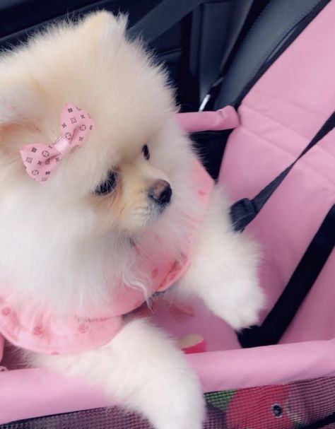 Twitter Pink Dog Aesthetic, Pink Puppies, Spoiled Puppy, Spoiled Dog, Cute Small Dogs, Puppy Mom, Dog Mommy, Spoiled Dogs, Cute Pomeranian