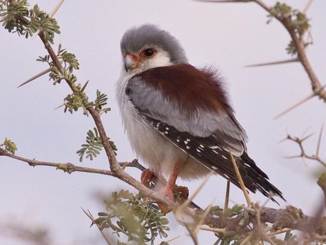 Pygmy Falcon, Aesthetic Bird, Falcon Bird, Raptors Bird, Beautiful Art Paintings, In Pairs, The Nest, All Birds, Little Birds