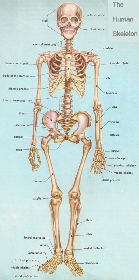 Anatomy Practice Quiz On Skeletal System Skeletal System Anatomy, The Human Skeleton, Human Skeletal System, Anatomy Bones, Forensic Anthropology, Anatomy Practice, Medical Student Study, Skeletal System, Human Body Anatomy