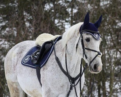 Irish Sport Horse, Grey Horses, Warmblood Horses, Winter Horse, Cute Horse Pictures, Horse Back Riding, Equestrian Aesthetic, Eventing Horses, English Horse