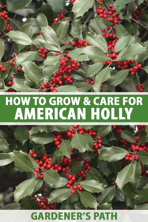 Holly Trees, American Holly, Holly Shrub, Holly Plant, Holly Bush, Acid Loving Plants, Holly Tree, Berry Bushes, Propagating Succulents