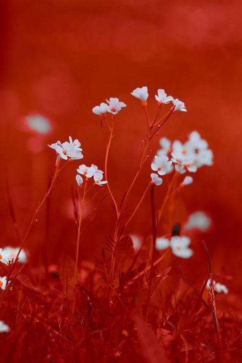 White And Red Aesthetic, Red White Aesthetic, Rojo Aesthetic, Small Red Flowers, Marvel Wall Art, Gryffindor Aesthetic, Marvel Wall, Rainbow Aesthetic, Rainbow Wall