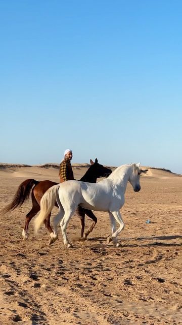 Stallion Horse, Strong Heart, Soul Mate, Horse Love, A Horse, Soulmate, Morocco, Halo, Horses