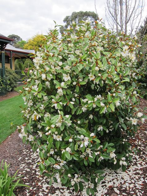 Fairy Magnolia 'Cream' Fairy Magnolia, Magnolia Tree Landscaping, Magnolia Shrub, Flowering Hedge, Magnolia Bush, Evergreen Magnolia, Bushes And Shrubs, Screen Plants, Hedging Plants