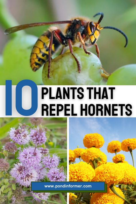 How To Get Rid Of Hornets Outside, Hornet Repellent, Diy Hornets Nest, Kids Vegetable Garden, Wasp Repellent, Get Rid Of Wasps, Natural Mosquito Repellant, Natural Pest Control, Attracting Beneficial Insects