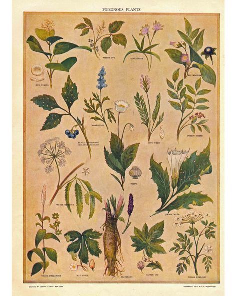 vintage poster Activity Template, Poison Garden, Plants Illustration, Illustration Book, Poisonous Plants, Wild Food, Botanical Drawings, Plant Illustration, Planting Herbs