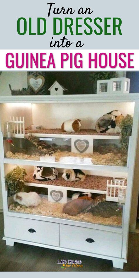 Dresser Guinea Pig Cage, Ginuea Pigs Cage Diy, Gunie Pigs Cages, Guine Pig Aesthetic, Guenia Pigs Cages Diy, Diy Ginny Pig Cage, Ginnie Pig Cages Ideas, Gineau Pig Cage Ideas Diy, Guinea Pig Outdoor Cage Ideas