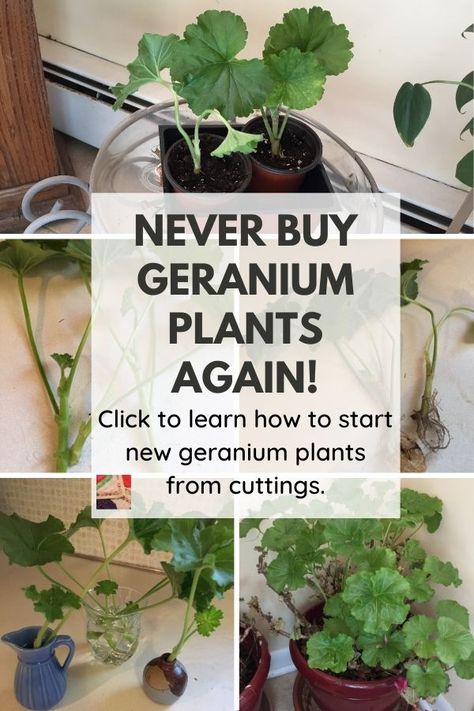 Propagating Geraniums, Overwintering Geraniums, Suculent Plants, Growing Geraniums, Plants From Cuttings, Geranium Care, Geraniums Garden, Potted Geraniums, Geranium Plant