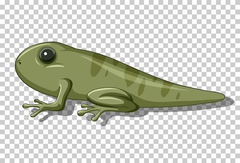 A tadpole in flat cartoon style | Free Vector #Freepik #freevector #animal-clipart #animal-art #frog #clip-art Art Frog, Animal Clipart, Cartoon Style, Cartoon Styles, Animal Art, Graphic Resources, Vector Free, Clip Art, Animals