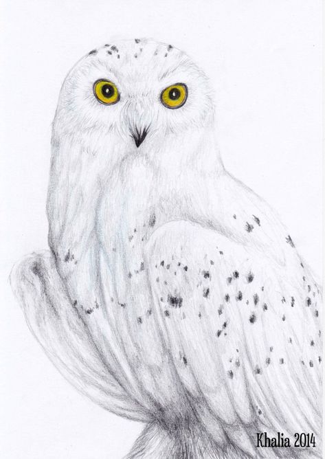 Owl Drawing Simple, Snowy Owl Art, Barn Owl Tattoo, Owl Printable, Owl Sketch, Owl Drawing, Owl Coloring Pages, Owl Artwork, Snow Owl