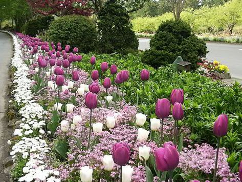 Bulb Garden Design, Bulb Combinations, Planting Spring Bulbs, Spilled Flower Pot Ideas, Spilled Flower Pot, Bulbs Garden Design, Planting Bulbs In Spring, Fall Container Plants, Bulb Garden