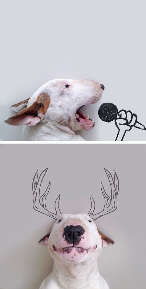 After Rafael Mantesso's wife left him with nothing but the dog, he was inspired to create this fun series. Phteven Dog, Dog Photoshoot, 강아지 그림, Bull Terriers, Photo Series, Cute Animal Pictures, Dog Photography, Create Photo, Dog Memes