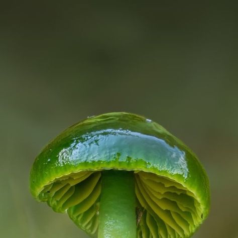 Ryan Dale on Instagram: "The most vibrant green Parrot Waxcap (Gliophorus psittacina) I've ever found 😁

Taken with
@omsystem.cameras 
OM System OM1 Mk II
OM System 90mm f3.5 macro
Natural light
Focus stacked using Helicon Focus 

.

.

.

#OMSystem #fungi #macrophotography #yourshotphotographer #natgeoyourshot #naturalworld #naturephotography #tinyworld #forestfloor #inthewoods #forestphotography #bbcearth #macro_freaks #macro_brilliance" Parrot Waxcap, Green Parrot, Vascular Plant, Tiny World, Forest Floor, Forest Photography, Vibrant Green, Macro Photography, In The Woods