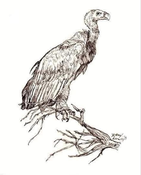 Vulture Sketch, Vulture Drawing, Cartoon Vulture, Vulture Tattoo, Tech Portfolio, Turkey Vulture, Bird Sketch, Vulture Culture, Drawing Pencil