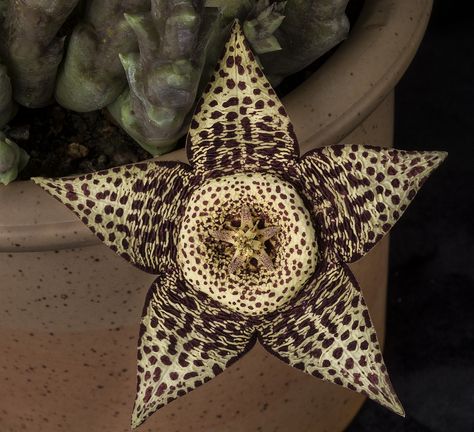 https://flic.kr/p/oPnSXz | Star Shaped Succulent Flower | This strange and eye catching flower is growing in a container in our garden, and I brought it inside to photograph where I could put it on a table instead of squatting to photograph it.  Lighting info:  I lit this with one YN560 in a 24 inch softbox placed camera left and in front at 8 o'clock.  Fill light came from a silver disc reflector at camera right.  The flash, in manual mode, was triggered by a Yongnuo RF-603N.  Other plants,... Off Camera Flash, Manual Mode, Brown Flowers, Desert Plants, Fill Light, Cactus And Succulents, Star Flower, Succulents Garden, Cacti And Succulents