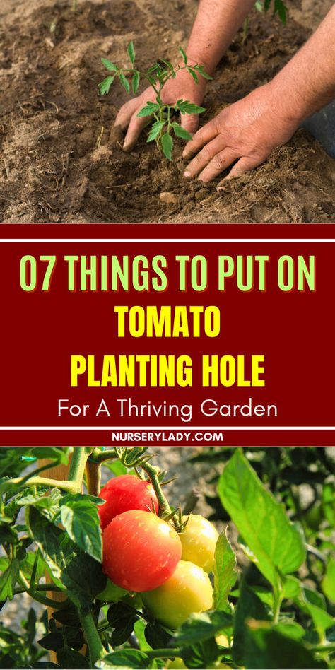 "Discover the 7 essential things to put in your tomato planting hole for a thriving garden! Boost your tomato seedlings and ensure the best tomatoes by incorporating key ingredients like tomato fertilizer and organic matter. Learn about common things you should put in the tomato hole, including compost and nutrients that promote healthy growth and ripen green tomatoes. Transform your gardening experience with these must-have tips for successful tomato planting! Ripen Green Tomatoes, Tomato Planting, Tomato Fertilizer, Tomato Seedlings, Thriving Garden, Container Gardening Vegetables, Green Tomatoes, Tomato Plants, Organic Matter