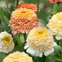 Zinnia seeds - Peaches & Cream - New Flowers Seeds - Flower Seeds - Gardening Zinnia Seeds, Zinnia Flowers, Peaches And Cream, Peaches Cream, Peaches N Cream, Rare Flowers, Tall Plants, Cream Flowers, Bulb Flowers