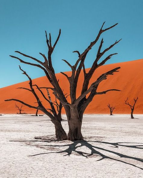 Maritina Laskaridou on Instagram: "Still life . Deadvlei, Namibia" Namibia Desert, Namibia Travel, Africa Photography, Fire Bird, October 21, Southern Africa, Desert Landscaping, Africa Travel, White Clay