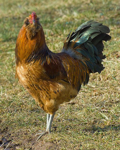 Ameraucana Rooster Ameraucana Rooster, Egg Chickens, Americana Chickens, Rhode Island Red Rooster, Chicken Pics, Barred Rock Chickens, Ameraucana Chicken, Rhode Island Red Chickens, Easter Egger Chicken