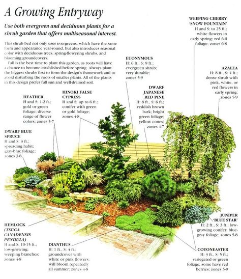 The wonderful trait about front yard garden shrubs is they can suit just about any house design. Description from todaysgardenideas.com. I searched for this on bing.com/images Shrub Garden, Conifers Garden, Garden Winter, Evergreen Garden, Front Landscaping, Garden Shrubs, Garden Design Plans, Evergreen Plants, Landscape Plans