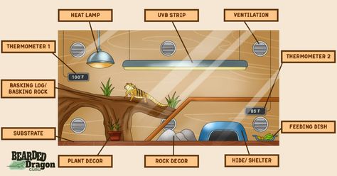 Create the Perfect Humidity for a Bearded Dragon - Bearded Dragon Guru Reptile Cabinet Diy, Bearded Dragon Habitat Ideas, Diy Bearded Dragon Cage, Bearded Dragon Tank Setup, Fancy Bearded Dragon, Bearded Dragon Setup, Diy Bearded Dragon Enclosure, Dragon Enclosure, Bearded Dragon Vivarium