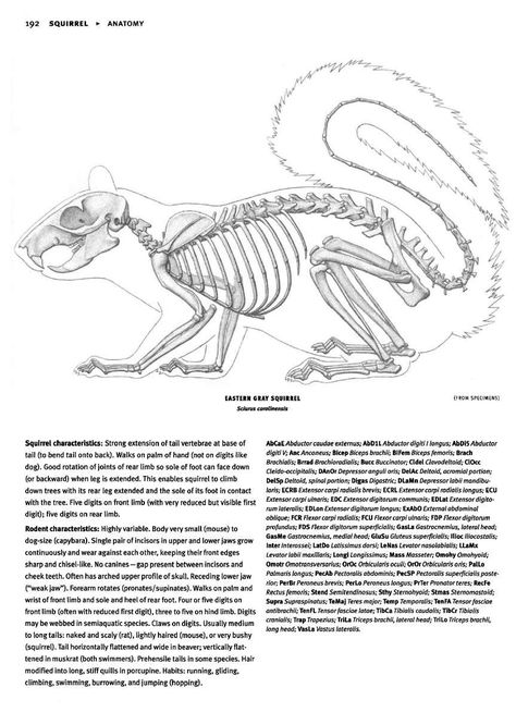 Squirrel Anatomy, Skeleton Art Projects, Squirrel Skeleton, Antlers Drawing, Felted Squirrel, Animal Skeleton, Squirrel Illustration, Skull Reference, Skeleton Anatomy