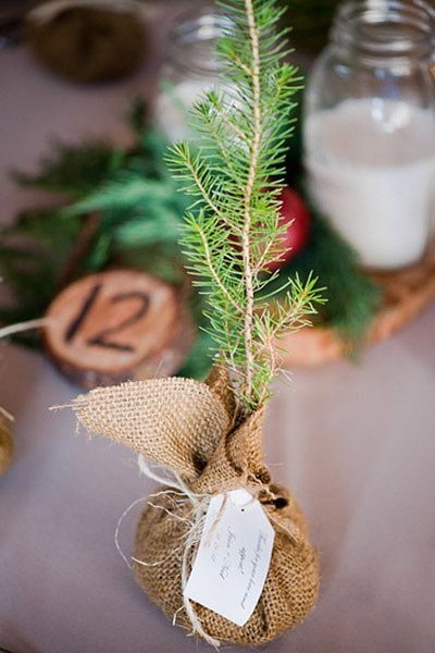 May 12, 2014 - Blow guest's expectations out of the water with fabulously green, homemade, and gorgeously decorative favors. Enchanted Forest Wedding Favors, Woodland Wedding Favors, Diy Place Settings, Plantable Wedding Favors, Eco Friendly Wedding Favors, Tiny Trees, Sowing Seeds, Winter Wedding Favors, Succulent Favors