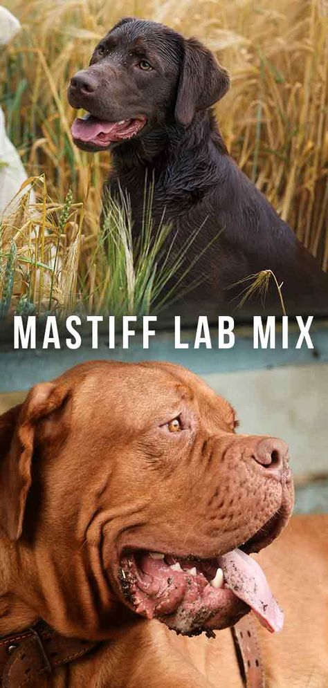 Mastiff Lab Mix Dogs, Lab Mix Dogs, Mix Breed Dogs, Lab Mix Puppies, Mastiff Mix, Bad Behavior, Most Popular Dog Breeds, Breed Dogs, Cat Fleas