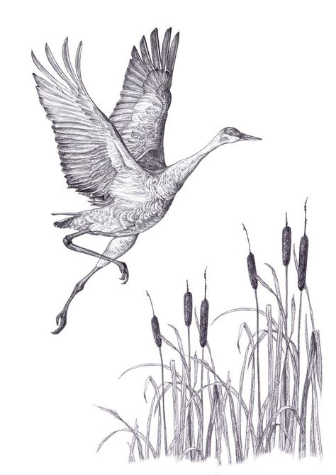 Sandhill Crane Drawing, Crane Drawing, Sandhill Crane, Pen Drawing, Vintage Poster, Pencil Drawing, Pencil Drawings, Vintage Posters, Moose Art