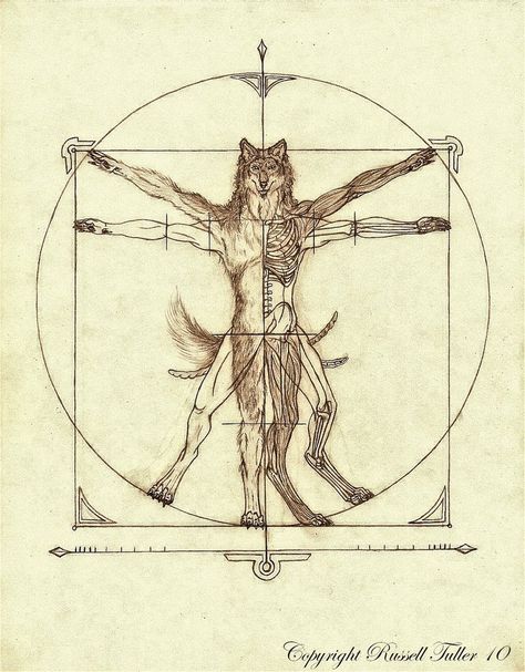 Vitruvian Wolf Magical Creatures Mythology, Mystical Creatures Mythology, Grafik Art, Werewolf Aesthetic, Mythical Monsters, Werewolf Art, Arte Obscura, Mythical Creatures Art, Mythological Creatures