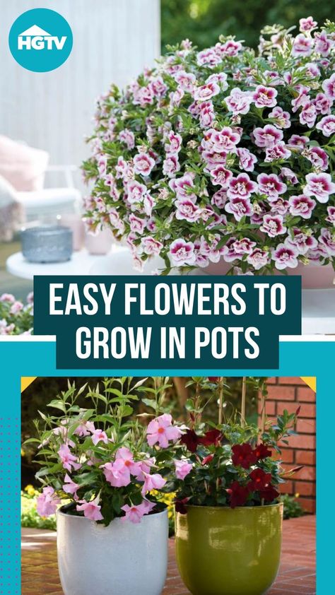 Flowers To Grow In Pots, Easy Flowers To Grow, Easiest Flowers To Grow, Flowers To Grow, Easy Flowers, Easy Plants To Grow, Potted Flowers, Porch Patio, Growing Flowers