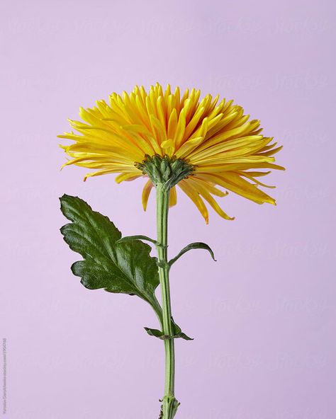 Crysantenum Flower, Yellow Chrysanthemum, Violet Background, Sunflower Wallpaper, Us Images, Chrysanthemum, Flower Drawing, Blue Backgrounds, Design Elements