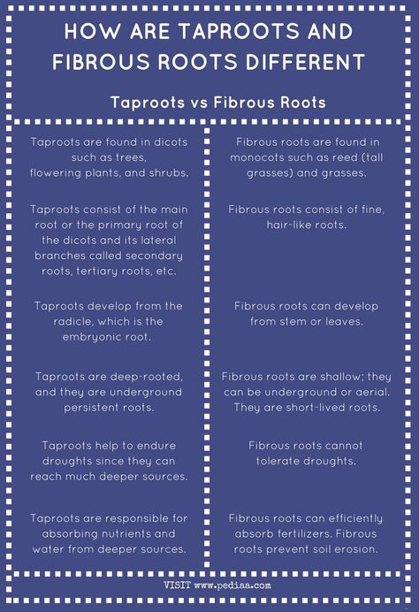 How are Taproots and Fibrous Roots Different – Pediaa.Com Physical Appearance, 3rd Grade Classroom, Science Worksheets, Flowering Plants, Plant Roots, First Impression, 3rd Grade, Second Grade, Trees To Plant