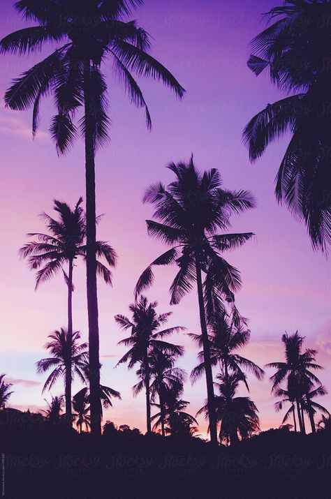 South Thailand, Trees Pattern, Palm Tree Pattern, Purple Sunset, Tree Pattern, Pattern Background, Palm Tree, Palm Trees, Thailand