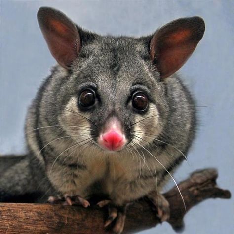 Australian Possum, Brushtail Possum, Australian Mammals, Australia Nature, Australian Fauna, Australia Animals, Australian Flora, Australian Wildlife, Australian Birds