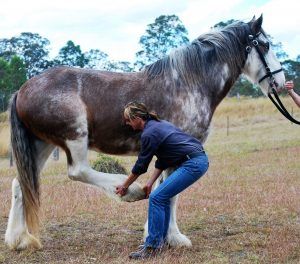 Another way to support your equine athlete - with physiotherapy!  Has your horse been… https://animalphysio.com.au/equine-physiotherapy/ Horse Physiotherapy, Equine Physiotherapy, Animal Physiotherapy, Veterinary Physiotherapy, Horse Rehabilitation, Equine Veterinary, Leg Care, Horse Hoof, Hoof Care