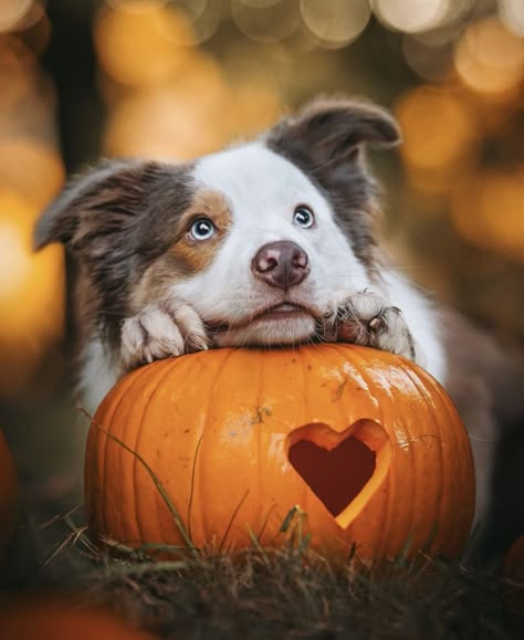 Fall Dog Photos, Autumn Dogs, Dog Photoshoot Pet Photography, Dog Photography Poses, Dog Emotions, Pet Branding, Animal Photoshoot, Dog Pumpkin, Puppy Photography