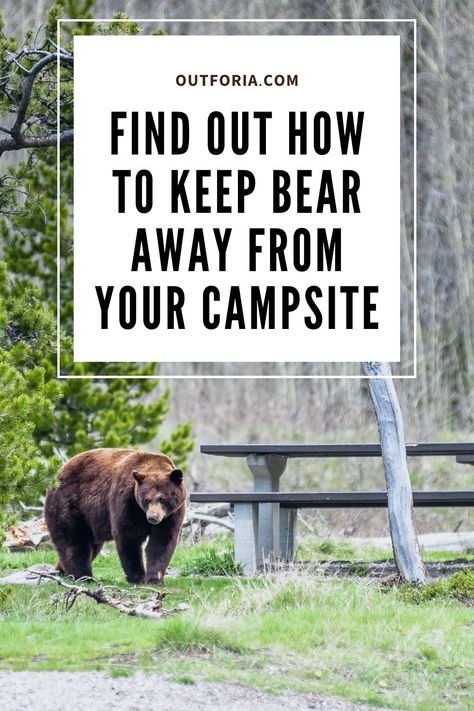 The bear’s sense of smell means that when you’re in bear country, they can smell your camp if they are in a 20-mile radius of where you bed down for the night. They can wander into your campsite if you don’t take the proper precautions. The best way to stay safe when dealing with bears is to avoid encounters whenever possible. It starts with learning how to keep bear away. Bear Repellent, How To Deter Black Bears, Bear Deterrent, Going On A Bear Hunt Binoculars, Tent Camping Safety, How To Tent Camp Comfortably, Bear Safety Camping, Science Infographics, Bear Attack