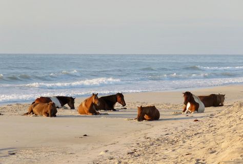 Assateague Island National Seashore Campground, Assateague Island National Seashore - Recreation.gov Assateague Island National Seashore, Assateague Island, Chincoteague Island, Road Trip Usa, Summer Dream, The Atlantic, Wild Horses, Beach Life, Maryland