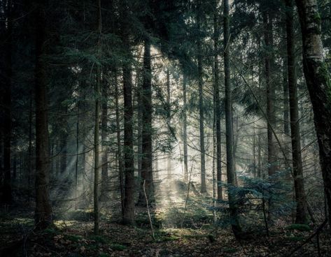 Be prepared for the dark side of the natural world: How people get lost in the woods   what to do if it happens to you Forest Mural Wallpaper, Wallpaper Forest, Forest Mural, Forest Wall Mural, Lost In The Woods, Custom Wall Murals, Room With Plants, Tree Hugger, Tree Forest