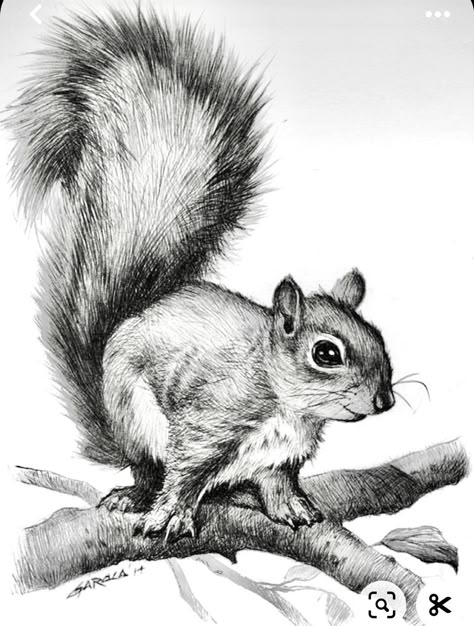 Squirrel Pencil Drawing, Squirrel Drawings, Pictures For Drawing, Watercolor Pencil Art, Rough Sketches, Squirrel Art, Feather Tattoo Design, Prismacolor Art, Drawings Of Animals