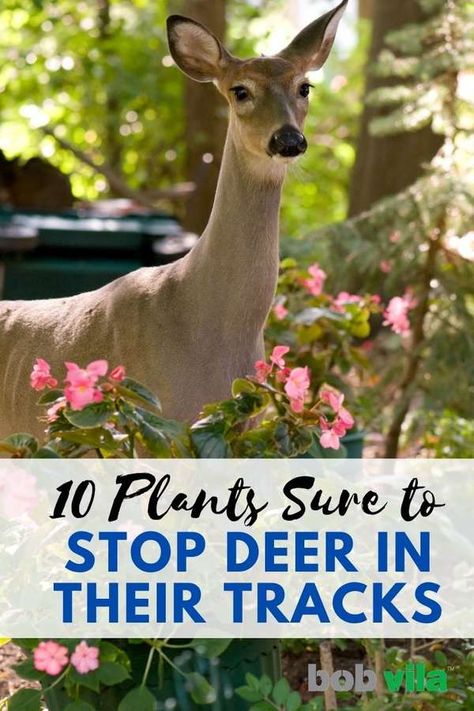 Deer Resistant Garden Plans, Deer Beauty, Deer Resistant Shade Plants, Deer Resistant Landscaping, Deer Repellent, Deer Deterent, Deer Proof Plants, Deer Resistant Flowers, Landscaping Shrubs