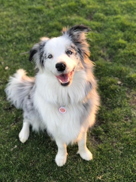 Puppies Border Collie Merle, Blue Merle Border Collie, White Border Collie, Aussie Dogs, Australian Shepherd Dogs, Border Collie Dog, Australian Shepherds, Pretty Dogs, Blue Merle