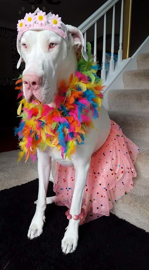 Great Dane Photoshoot, White Great Dane, Funny Great Dane Pictures, Great Dane Mixed With Doberman, Great Dane Funny, Great Dane Blue, Cute Dog Costumes, Great Dane Mix, Apartment Dogs