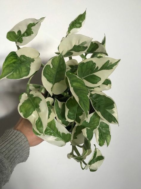 Njoy Pothos Plant, Pothos Njoy, Njoy Pothos, N'joy Pothos, Epipremnum Aureum, Plant Wishlist, Home Essence, نباتات منزلية, Pothos Plant