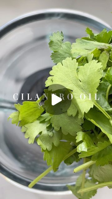 Kimberly’s Table on Instagram: "Have you already tried one of my oils?  for this cilantro oil you only need 30g (2 cups) fresh cilantro and 250ml (1 cup) unrefined rapeseed oil. you can find the full recipe on my website thezett.com  #cilantro #cilantrooil #diyrecipes #gourmetathome #homechef #infusedoil #oil #flavorboost" Cilantro Oil, S Table, Rapeseed Oil, Home Chef, Fresh Cilantro, 2 Cups, Coconut Milk, 1 Cup, Cilantro