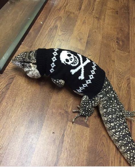 Tegu Lizard, Pet Lizards, Small Lizards, Animal Movement, Cute Reptiles, Reptile Snakes, Silly Cats Pictures, Extinct Animals, Reptiles Pet